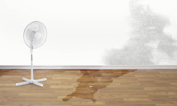 Best Water damage restoration mold remediation  in Telford, TN