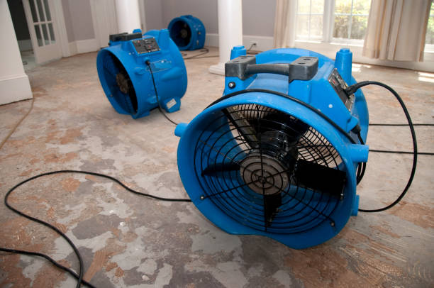 Best Water damage cleanup near me  in Telford, TN